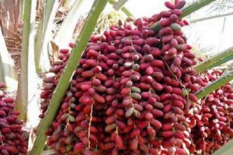 椰枣树可盆栽几年结果 椰枣为什么被禁