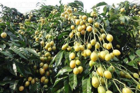 树木枝接和芽接的最佳时间 树木接枝什么时候好