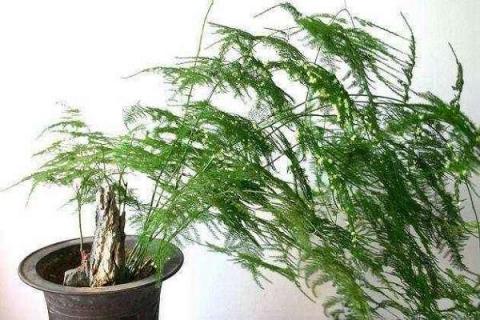 剪下来的文竹能插活吗（为什么养文竹会倒霉）