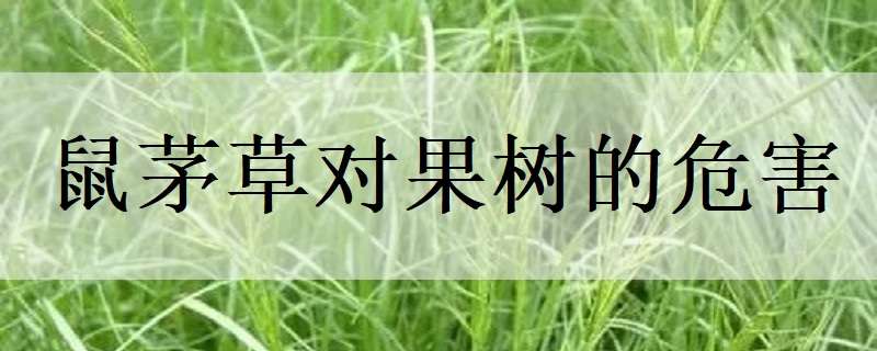 鼠茅草对果树的危害（鼠茅草对果树的危害有哪些）