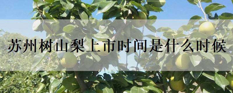 苏州树山梨上市时间是什么时候 苏州树山梨是什么品种