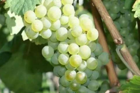 白色葡萄是什么品种 白色葡萄叫什么名字