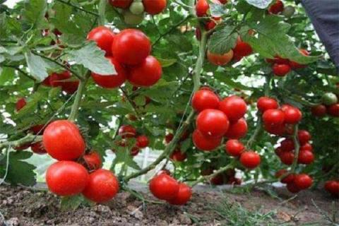 西红柿施肥的正确方法（小西红柿的种植方法和管理技术）