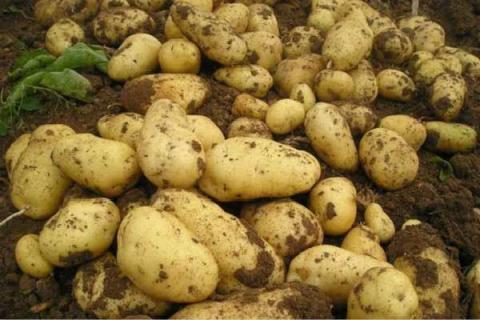 如何种土豆又大又多 高产量种植技巧有哪些