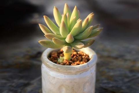 玉珠帘多肉怎么爆盆（玉珠帘多肉怎么养殖）