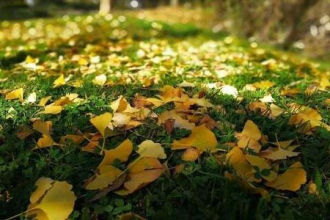 银杏叶的特点 叶子变黄的时间