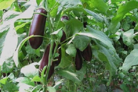 茄科植物的主要特征 茄科常见植物