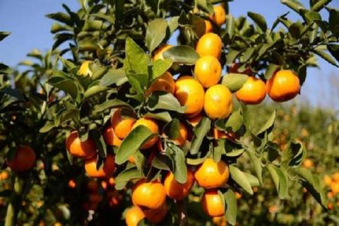 砂糖橘树种植方法及最佳种植时间