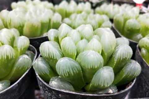 玉露多肉干瘪之后怎么办 多肉玉露瘪下去怎么办