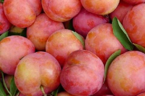 李子是什么季节水果 子宫最爱的五种水果