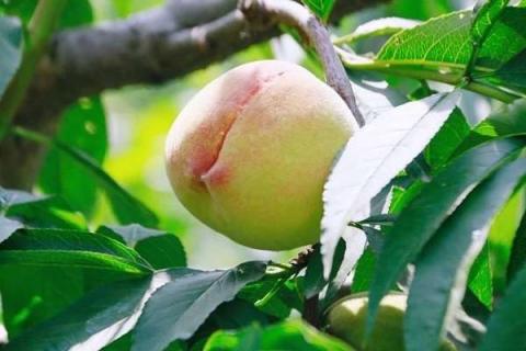 桃树嫁接杏树寿命多少（桃树嫁接杏树结的果好吃吗）