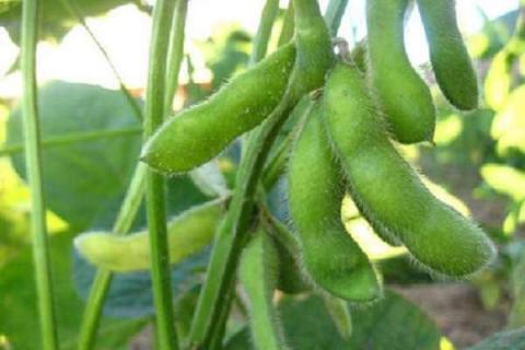 为啥夏至以后种大豆 原因是什么