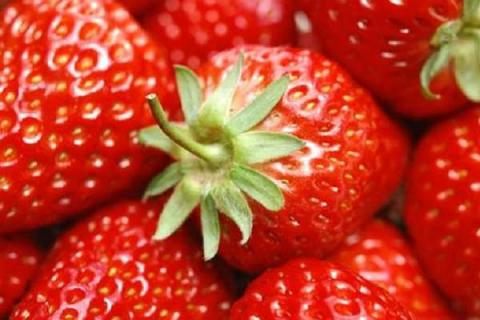 为什么草莓买回来就烂了 为什么买的草莓很快就烂了