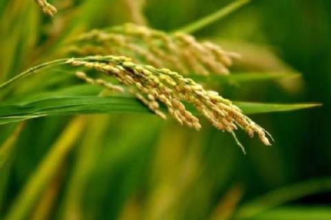 水稻拔节期是几月份 水稻拔节期从什么时候开始