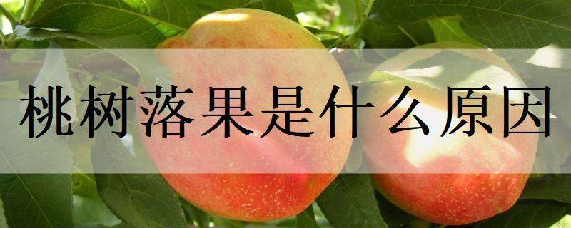 桃树落果是什么原因 桃树落果是什么原因造成的