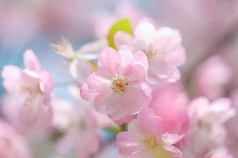 海棠花在什么季节开 四季海棠花图片