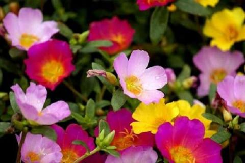 四季常开的室内盆花 四季常开的室内盆花好养