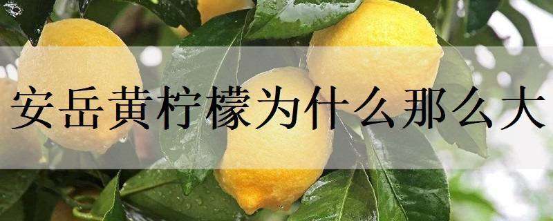 安岳黄柠檬为什么那么大 安岳柠檬为什么出名