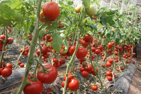 西红柿定植后几天打药 西红柿的营养价值