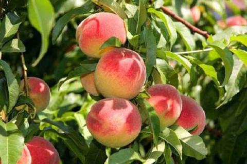 桃子属于什么水果 桃子属于什么水果种类