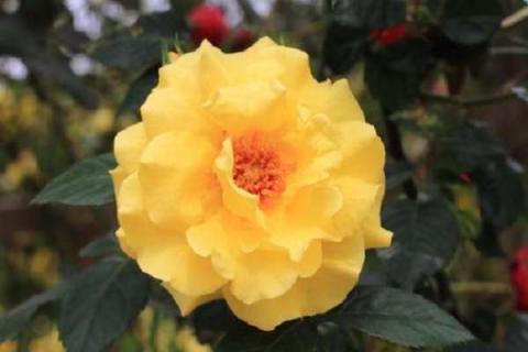 月季花谢了怎么修剪 月季花怎么修剪