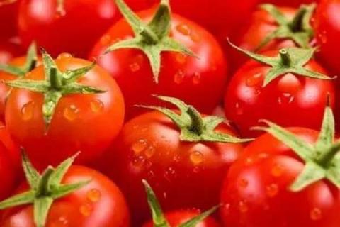 西红柿定植后几天打药 西红柿的营养价值