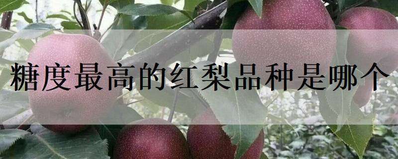 糖度最高的红梨品种是哪个 什么品种的梨含糖量高