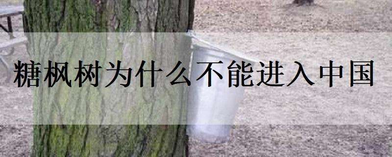 糖枫树为什么不能进入中国（糖枫树禁止进口）