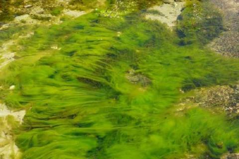 藻类是植物吗 单细胞藻类是植物吗