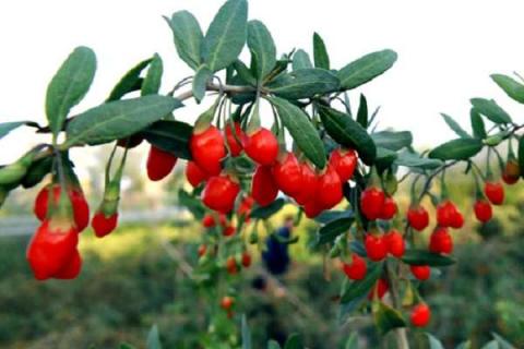 茄科植物的主要特征是什么 茄科植物的主要特征是什么意思