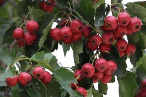 红山果是什么植物 红山果是什么植物的果实