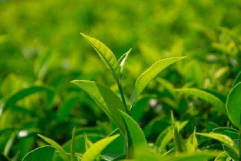 茶叶树的栽培与管理方法 浇水施肥注意事项
