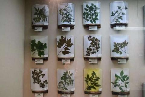 怎么做植物标本 怎么做植物标本的视频