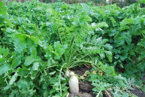 酒糟能直接施肥吗（酒糟可以用作肥料吗）