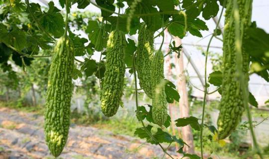 苦瓜为什么只开雄花不开雌花 只开花不结果怎么办