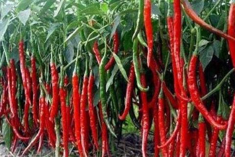 辣椒什么时候喷磷酸二氢钾 开花时需要施肥吗