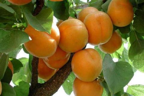 山杏和杏树的区别是什么