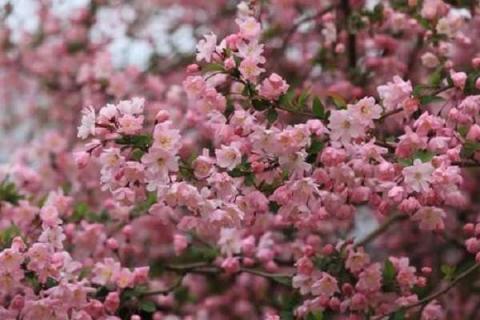 花卉市场前景如何 花卉市场前景如何发展