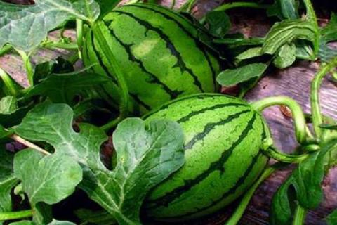 西瓜追肥用什么肥料 西瓜的种植方法
