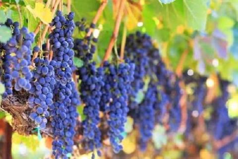 适合在南方露天种植的葡萄品种有哪些