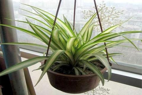 家庭绿色植物有哪些（家庭绿色植物图片及名字）