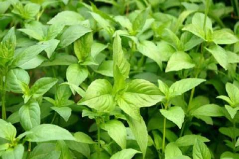 绿色植物有哪些（常见绿色植物有哪些）