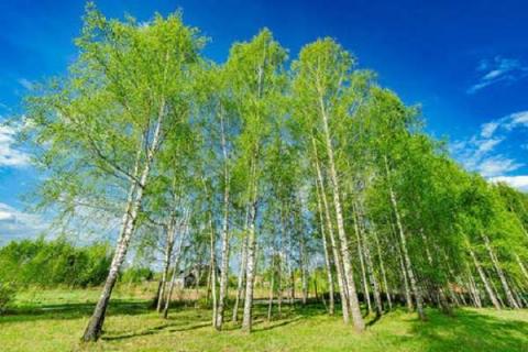 桦树和松柏一样是四季常绿吗 桦树和松柏一样是四季常绿吗