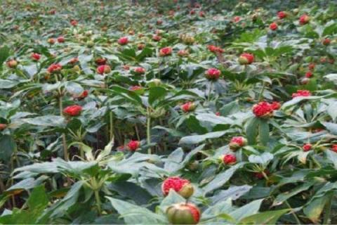 重楼是什么植物 重楼一般几月采收