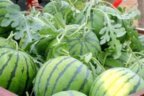 西瓜追肥用什么肥料 西瓜的种植方法