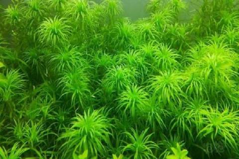 蝗虫不吃什么植物 蝗虫不吃什么植物会死