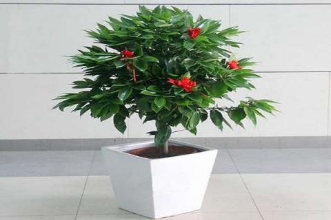 家里养什么植物 家里养什么植物驱蚊虫