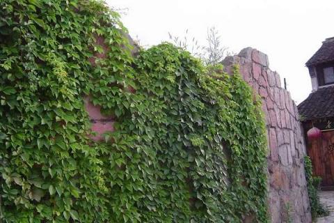 绿植墙用什么植物 绿植 墙
