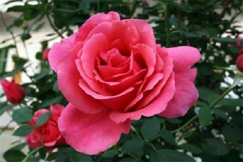 月季花嫩芽尖发黑怎么办（月季嫩芽嫩叶黑焦掉）
