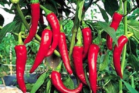 种植辣椒有哪几种施肥方法 种辣椒施肥的方法如下